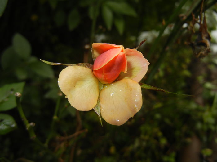 Orange Miniature Rose (2014, Oct.26) - Miniature Rose Orange