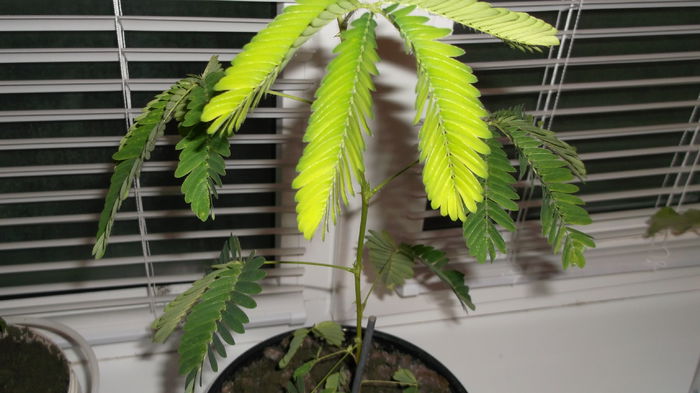 update 30 octombrie 2014 - Mimosa Pudica