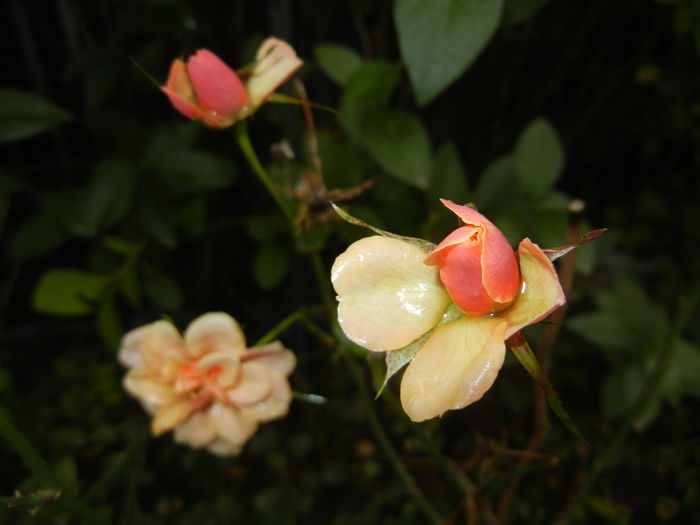 Orange Miniature Rose (2014, Oct.26) - Miniature Rose Orange
