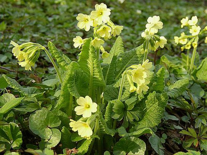 Aglică; =ciuboţica cucului,ţâţa vacii(Primula elatior Hill).ceai sau vin din flori,decoct sau sirop din rădăcină de aglică,toate sint f utile in multe afectiuni
