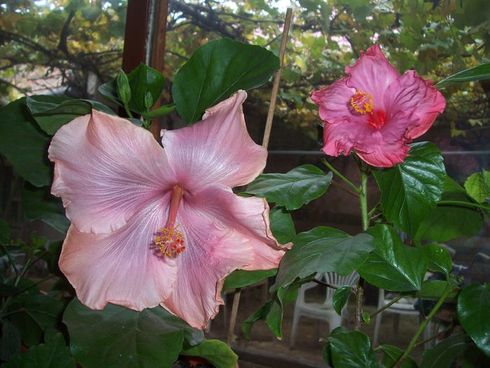 ana lyn si blueberry