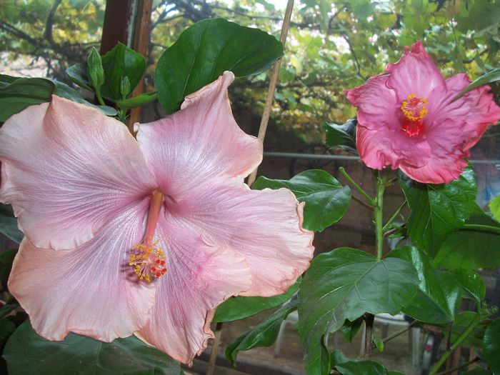 ana lyn si blueberry