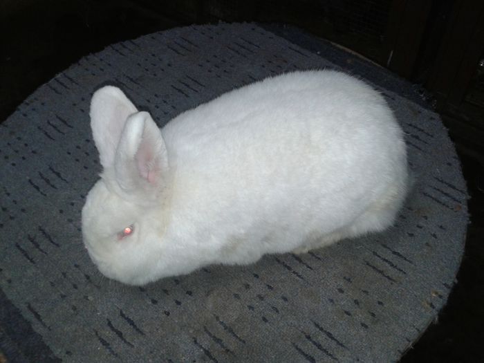 femela de 8 luni; 2 surori de cuib
