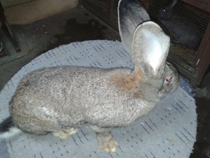 20141030_191838; si din astea am 2 surori de cuib
