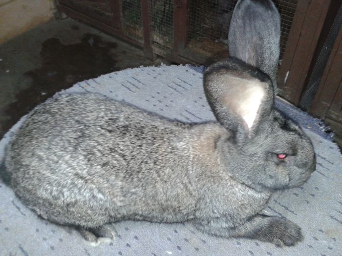 20141030_192715; iepuroi gri fier din mai
