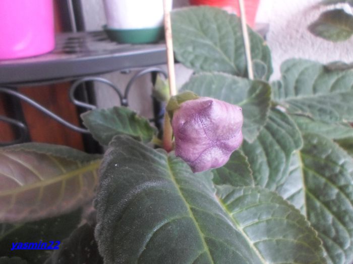 113 Sept.2014 - Gloxinia Tigrina Lila-pierdut