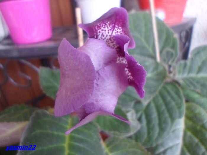 146 Sept.2014 - Gloxinia Tigrina Lila-pierdut