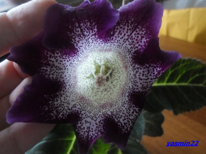 149 Sept.2014 - Gloxinia Tigrina Lila-pierdut