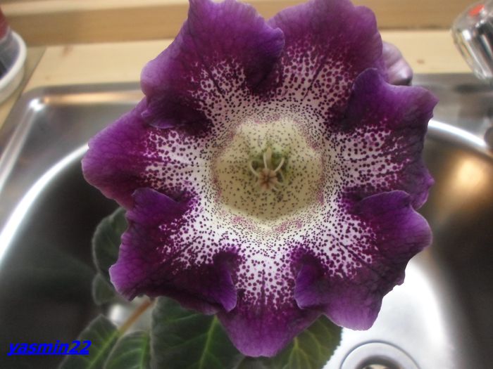 150 Sept.2014 - Gloxinia Tigrina Lila-pierdut