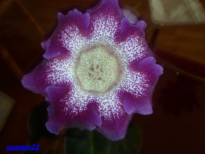 155 Sept.2014 - Gloxinia Tigrina Lila-pierdut