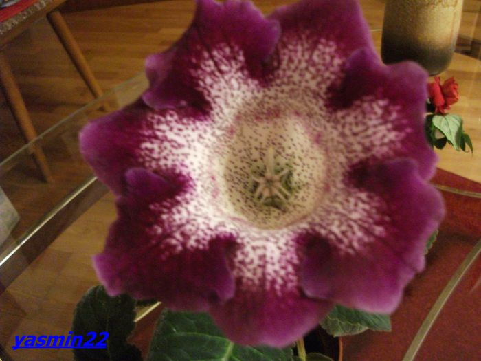 379 Sept.2014 - Gloxinia Tigrina Lila-pierdut