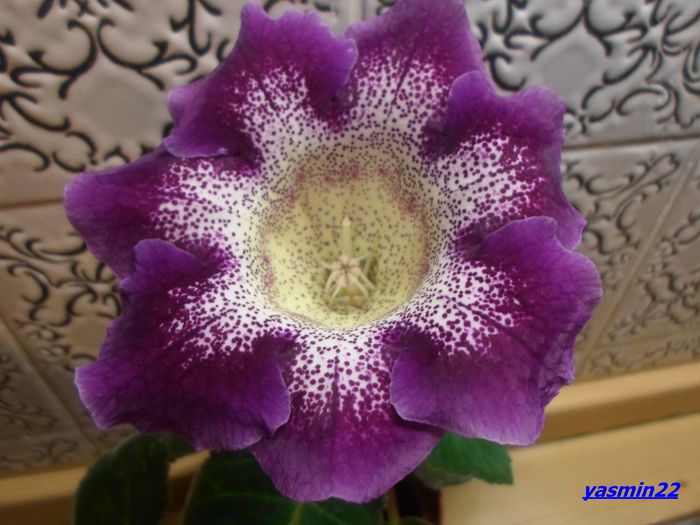 151 Sept.2014 - Gloxinia Tigrina Lila-pierdut