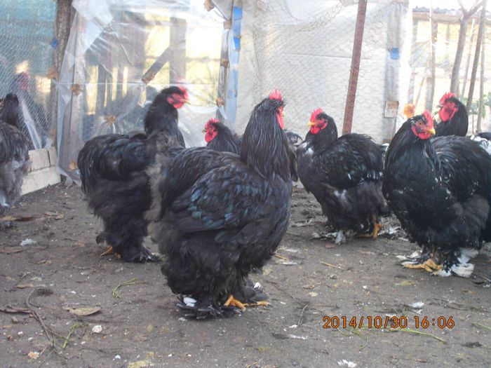 10532670_1558156577751475_3814356478816787461_o - TINERET 2014   2