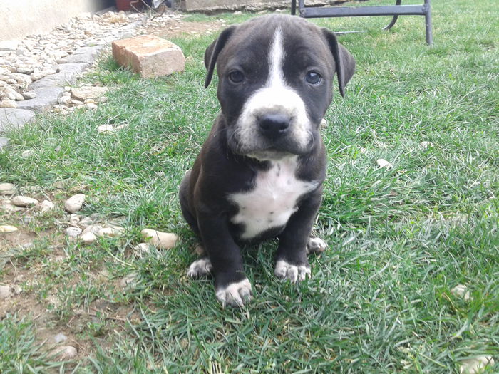 American Staffordshire Terrier - Amstaff - paza