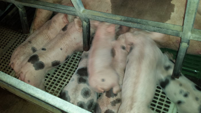  - Purcei Pietran 3 sapt tura 3