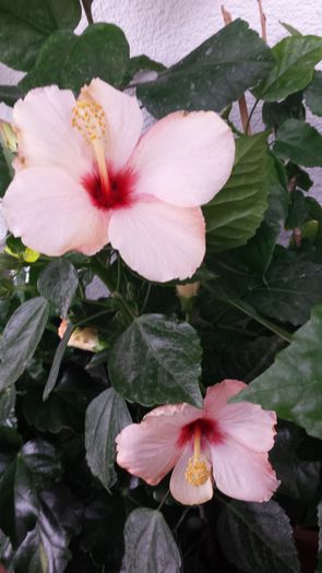 20141031_084115 - Hibiscusi