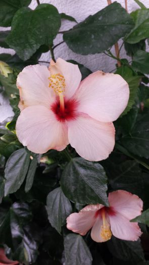 20141031_084124 - Hibiscusi