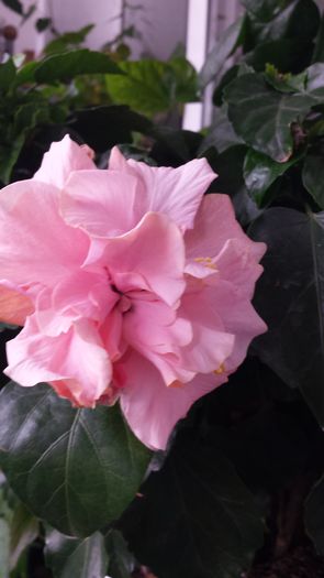 Classic Pink - Hibiscusi
