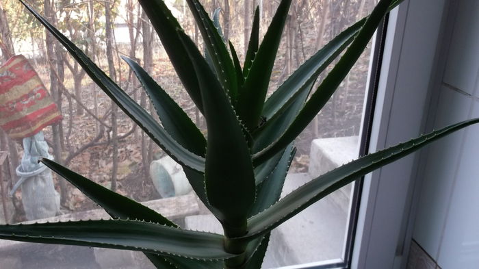 Aloe Vera 31 oct 2014