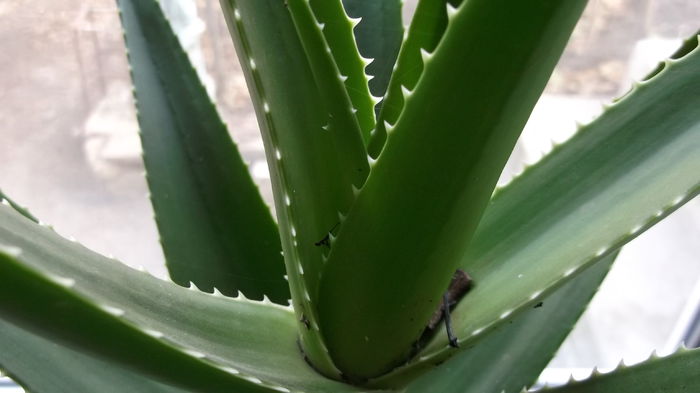 Aloe Vera 31 oct 2014 - Aloe vera