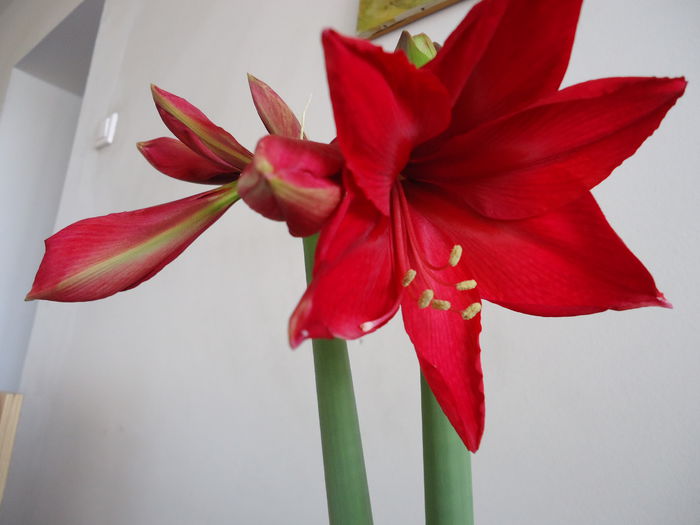 DSC02149 - flori 2014