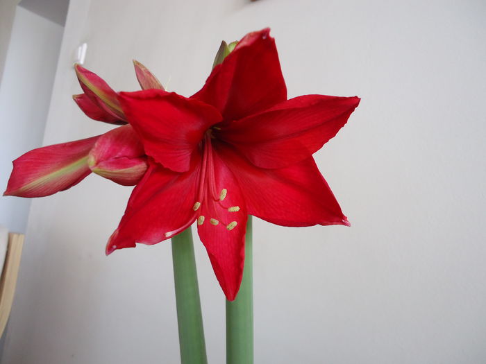 DSC02150 - flori 2014