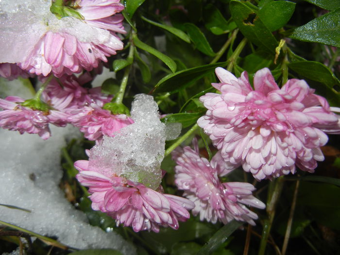 Pink Chrysanthemum (2014, Oct.26)