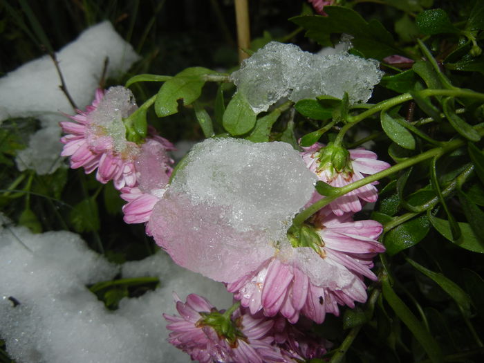 Pink Chrysanthemum (2014, Oct.26)