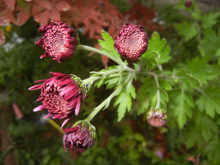 Purple Chrysanthemum (2014, Oct.26)