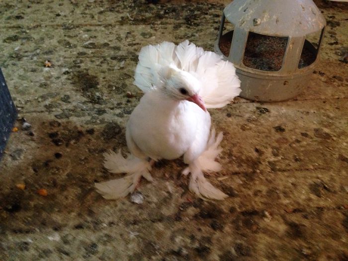 image - voltati indieni pui de vanzare