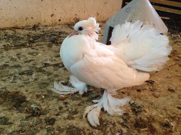 image - voltati indieni pui de vanzare