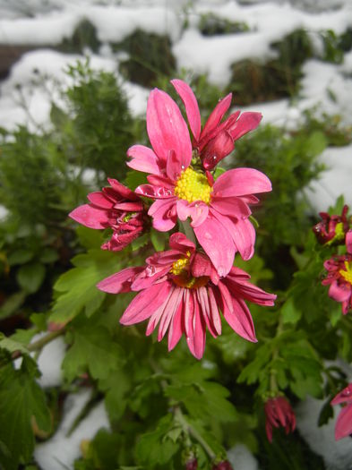 Purple & Yellow Chrysanth (2014, Oct.26) - Purple Yellow Chrysanthemum