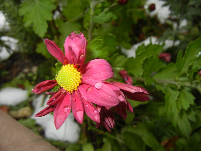 Purple & Yellow Chrysanth (2014, Oct.26) - Purple Yellow Chrysanthemum