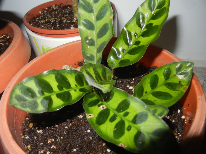 Calathea Insigne (2014, October 26)