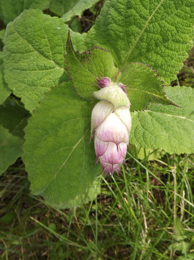 DSCF3074 - Flori amestec