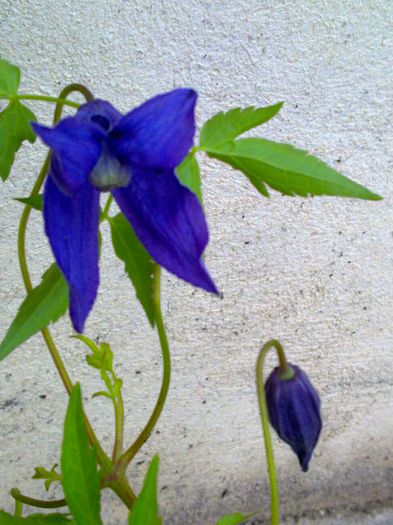 Clematita