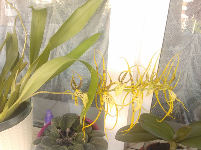 Orhidee parfumata - Flori minunate