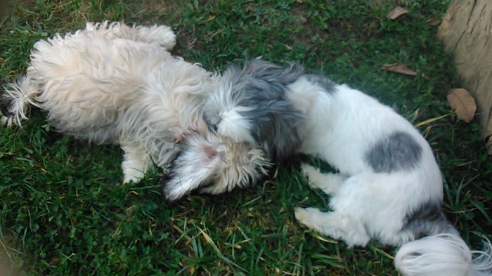 DSC_0617 - Fritz  Bella  Mimi