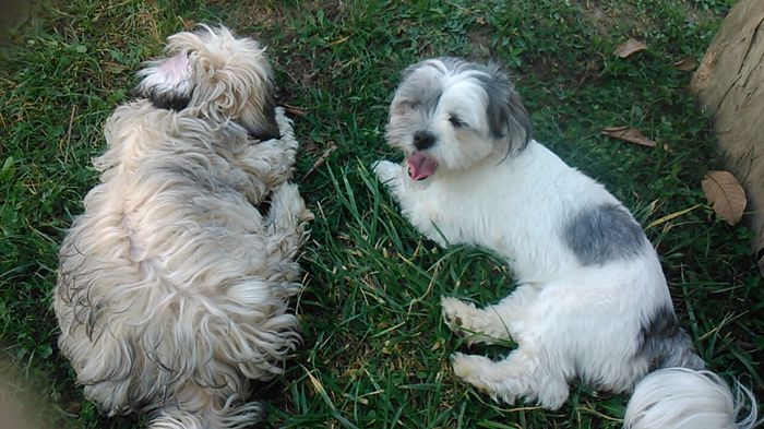 DSC_0614 - Fritz  Bella  Mimi