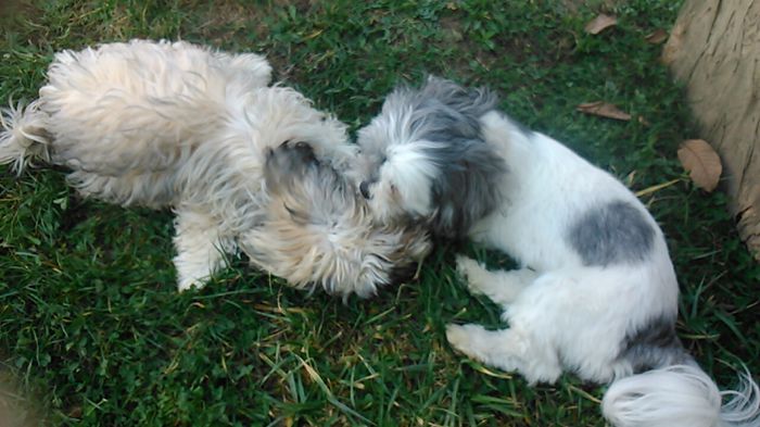 DSC_0616 - Fritz  Bella  Mimi