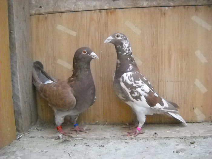 Vanduti