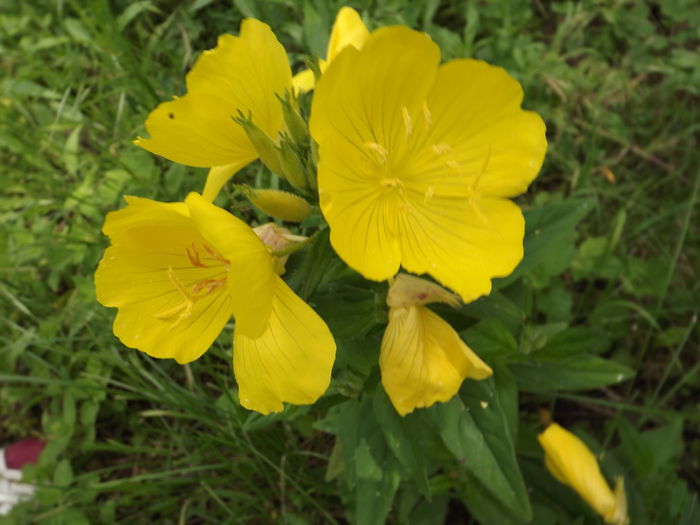 Oneothera pitica - Flori amestec