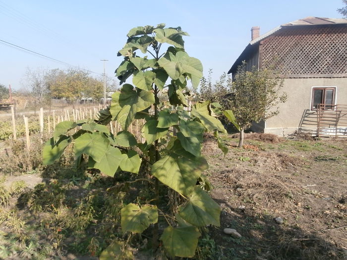 PB010074 - paulownia