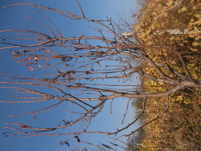 PB010078 - paulownia