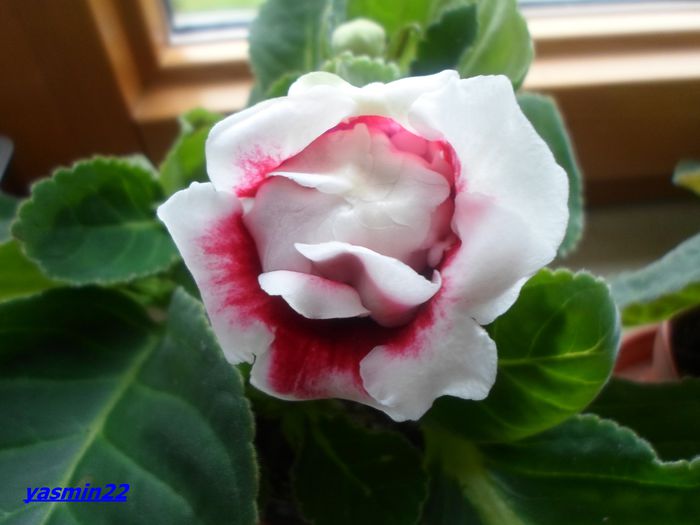 510 pl 2 Sept.2014 - Gloxinia Scarlet-pierdut