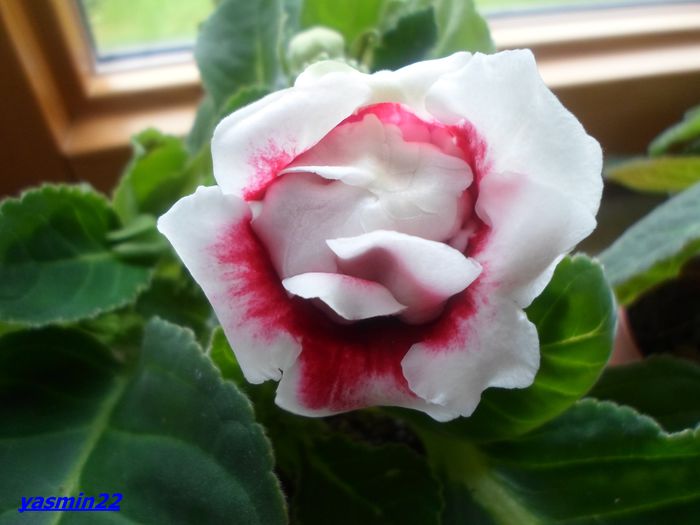 511 pl 2 Sept.2014 - Gloxinia Scarlet-pierdut