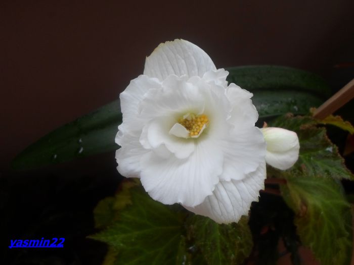 119 Sept.2014 - 5-Begonia