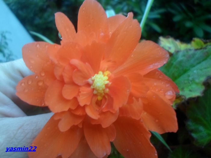 120 - 2014 - 5-Begonia