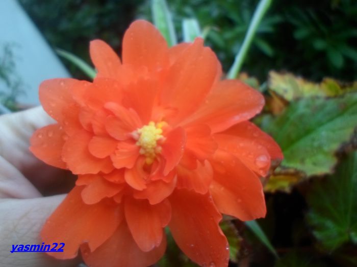 121 -2014 - 5-Begonia