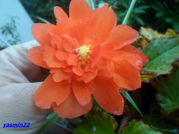 122  -2014 - 5-Begonia